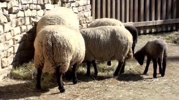 Owce — Wideo stockowe