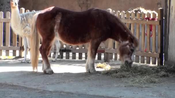 Лошадь — стоковое видео