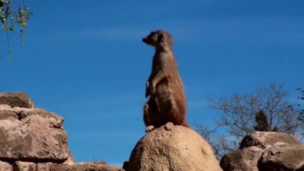 mangouste, suricate 