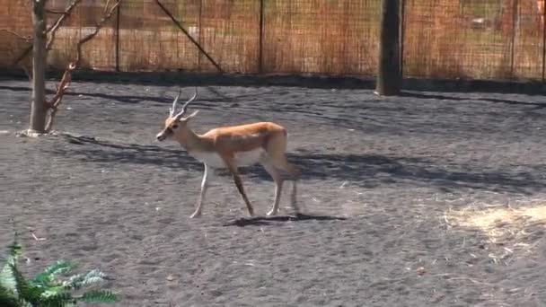 Antelope cervicapra — Stock Video