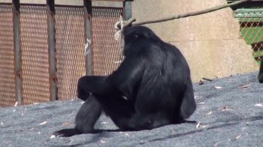 Siamang Gibbon