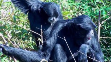 Siamang Gibbon