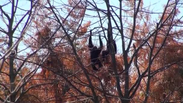 Sziamang gibbon — Stock videók