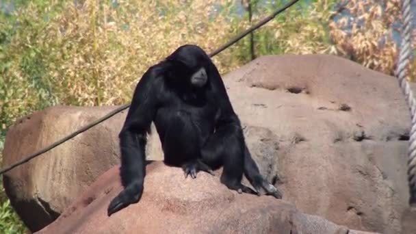 Siamang Gibbon — Stok video