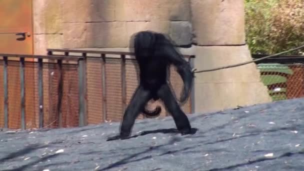 gibbon Siamang 