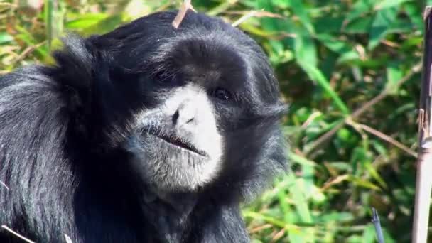 Siamang Гібон — стокове відео