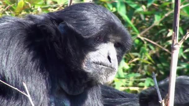 Gibão de Siamang — Vídeo de Stock