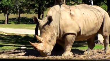 bir ağaç karşı tırmalamak gergedan