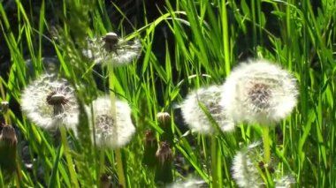 Rüzgarda esen çiçekler