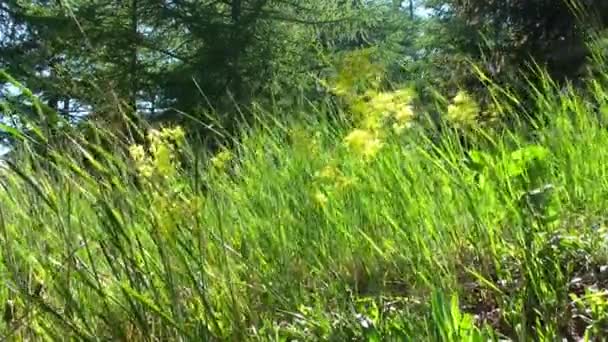 Bloemen waaien in de wind — Stockvideo