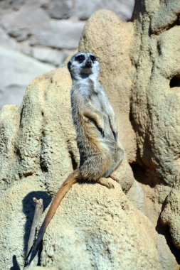 firavun faresi, mirket