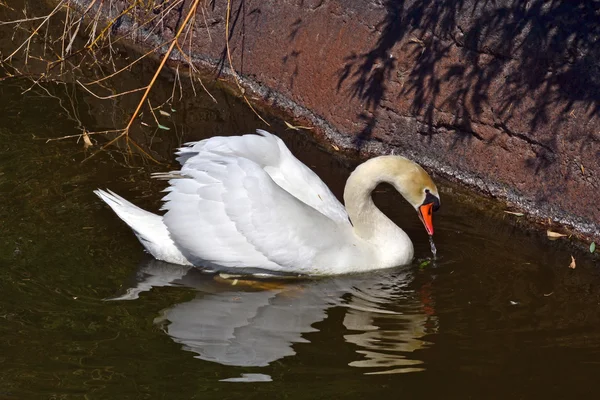 Hattyú — Stock Fotó