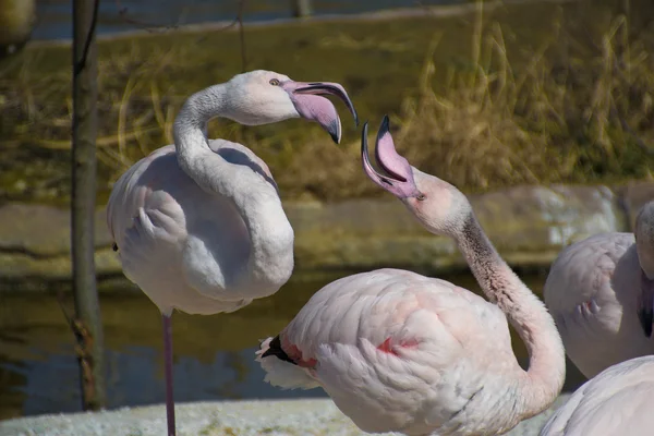 Rosafarbener Flamingo — Stockfoto