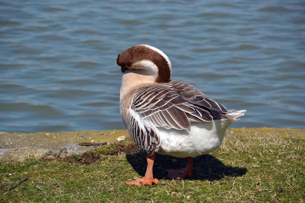 Pato no lago — Fotografia de Stock