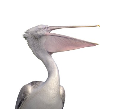 pelikan