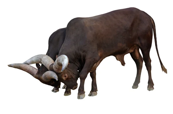 Ox watusso — Stock Photo, Image