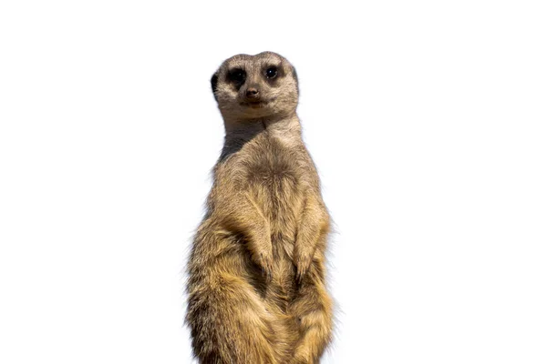 firavun faresi, mirket