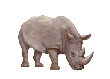 Rinoceros