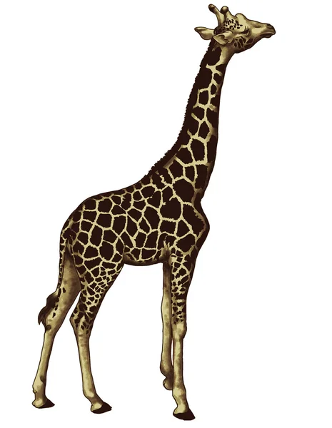 Жираф, иллюстрация — стоковое фото