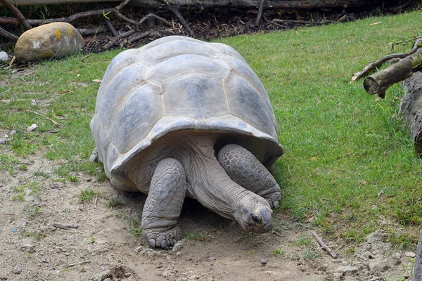 Giant schildpad — Stockfoto