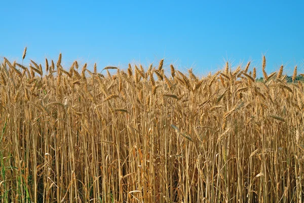 Field of wheat — Stock Photo, Image