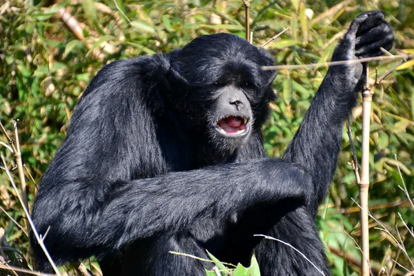 Gibão de Siamang — Fotografia de Stock