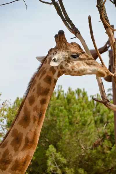 Girafa — Fotografia de Stock