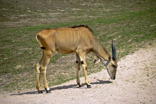 Antiloper — Stockfoto