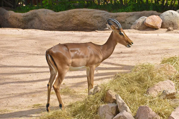 Deer — Stock Photo, Image