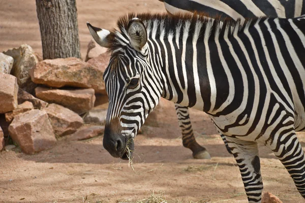 Zebra. — Fotografia de Stock