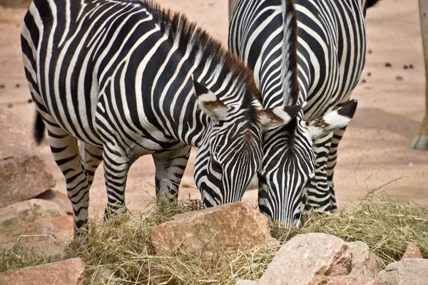 Zebra. — Fotografia de Stock