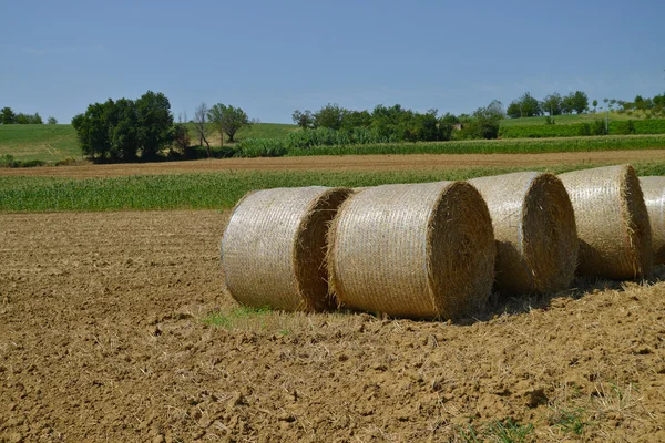 Sheaves of straw — Stock Photo, Image