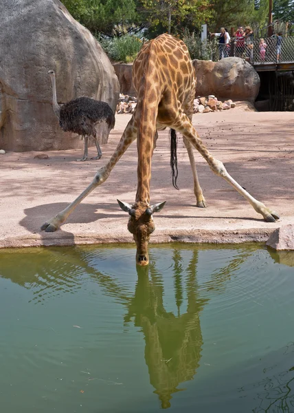 Giraffe that quenches — Stock Photo, Image