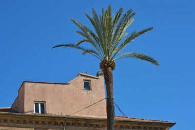 palmiye ağacı ve arka planda bir ev