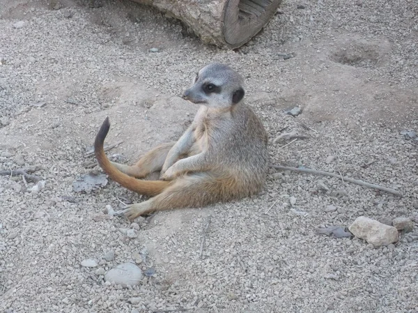 Suricate — Photo