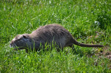 bir dere içinde yüzmeye iki su samuru