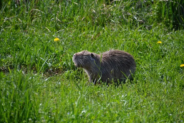 Deux loutres nageant dans un ruisseau — Photo