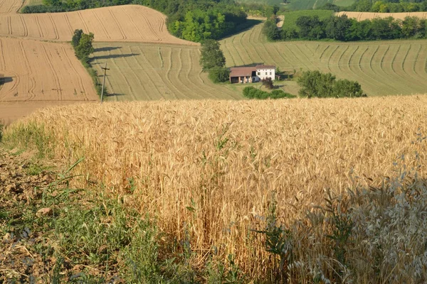 Monferrato tepeler. Piedmont. İtalya — Stok fotoğraf