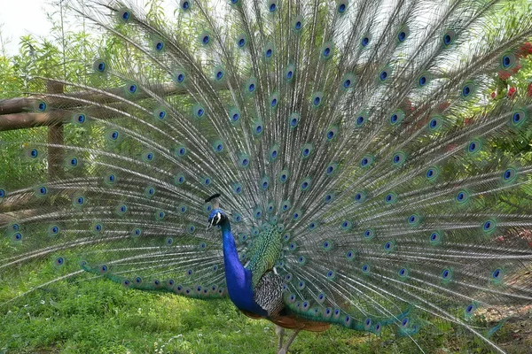 O pavão a sua cauda. animal. aves de capoeira — Fotografia de Stock