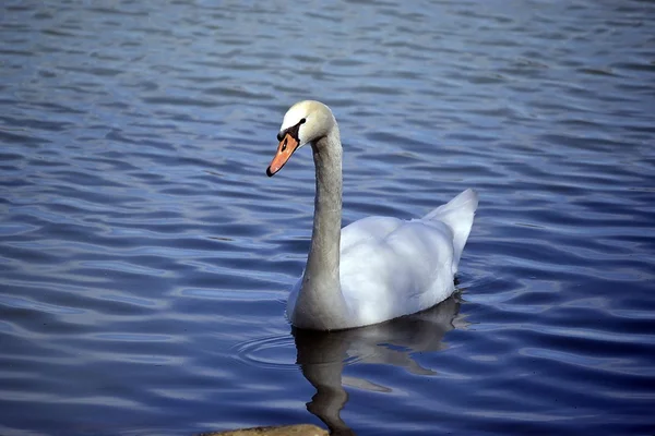 Swan nage dans le lac . — Photo