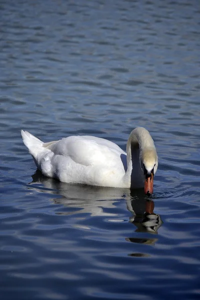 Cisne nada en el lago . —  Fotos de Stock