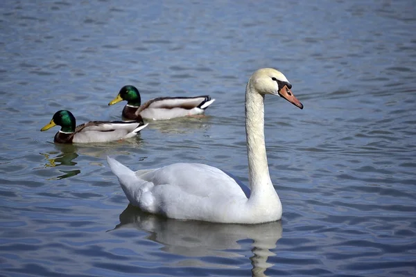 Swan nage dans le lac . — Photo