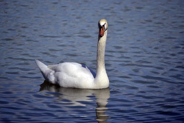 Cisne nada en el lago . —  Fotos de Stock