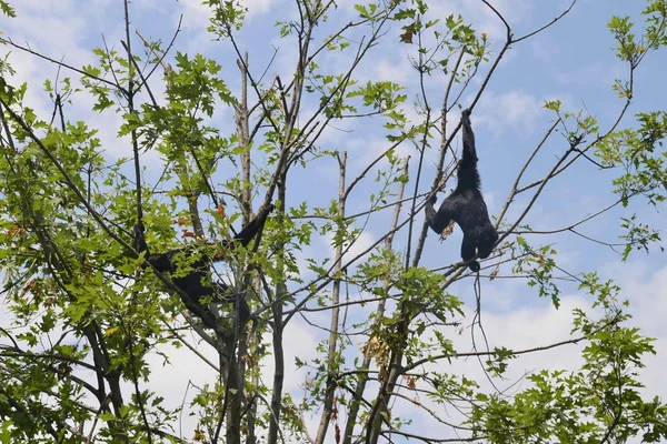 A Siamang gibbon jumping from branch to branch of the tree — Stock Photo, Image