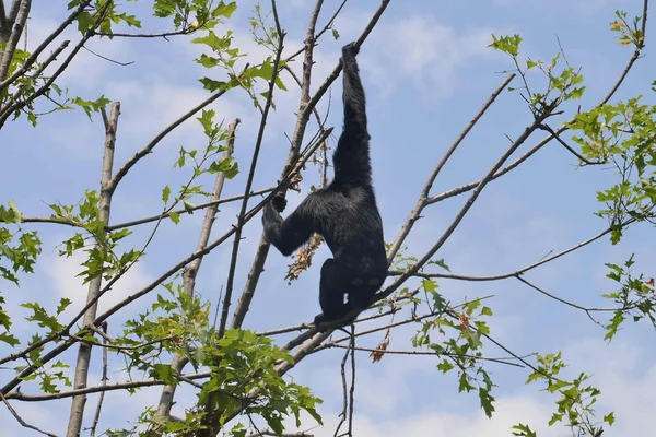 A Siamang gibbon jumping from branch to branch of the tree — Stock Photo, Image