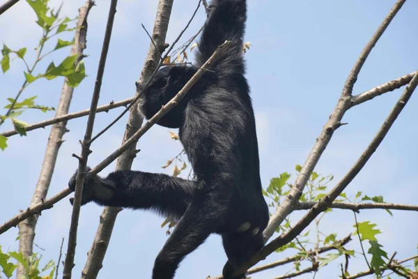 A Siamang gibbon jumping from branch to branch of the tree — Stock Photo, Image