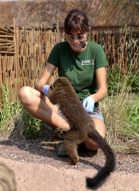 zum bioparco Torino İtalya. bir lemur gıda alır