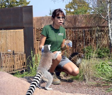 zum bioparco Torino İtalya. bir lemur gıda alır