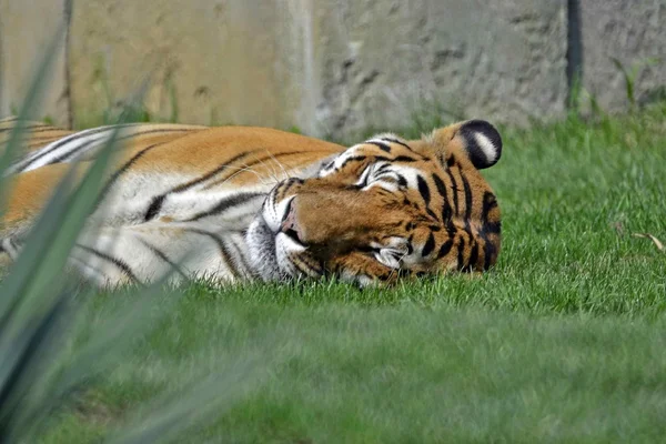 Zoom bioparco Turin Italy. the tiger