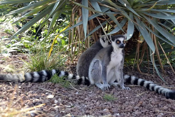Animals. Lemur. Park. Nature — Stock Photo, Image